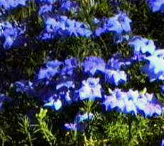 Blue Leschenaualtia