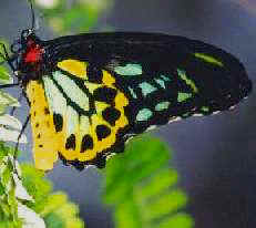 Butterfly - Queensland