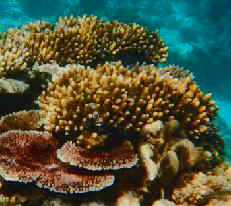 Coral Reef, Queensland