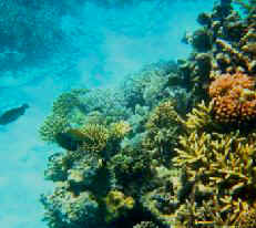Coral reef, Queensland