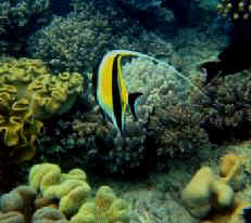 Coral fish, Queensland