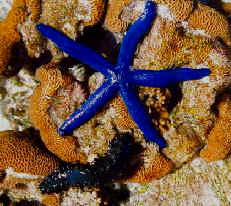 Starfish, Queensland