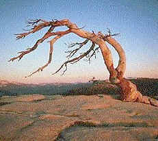 Twisted, gnarled tree