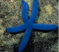 Blue Sea Starfish