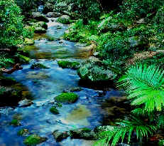 Daintree Rainforest ~ Queensland
