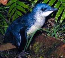 A Fairy Penguin (Little Blue Penguin) - found along the shores of Southern Australia and New Zealand.