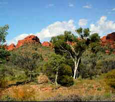 Kings Canyon beauty - NT