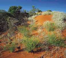 Wildflowers in the Northern Territory