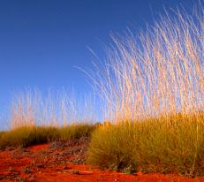 Outback grasses contrasting with the red soil of the outback
