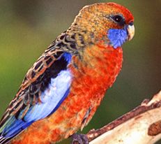 Vivid contrasts of the Rosella