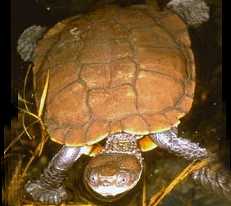 the Western Swamp Tortoise