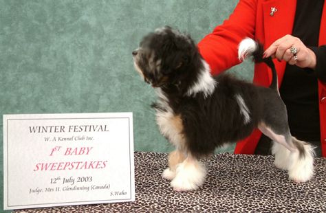 Bobbi, aged 4 months - winning the Baby Puppy Sweepstakes at the Winter Festival under judge Mrs H Glendinning (Canada)